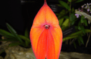 Masdevallia sp.