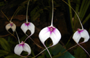 Masdevallia sp.