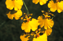 Oncidium sp.
