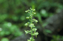 Platanthera sp.