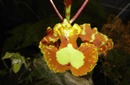 Psychopsis sp.