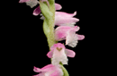 Spiranthes sinensis