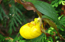 Cypripedium calceolus