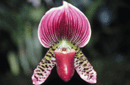 Paphiopedilum sp.
